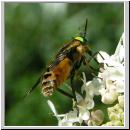 Chrysops relictus - Bremse m05.jpg